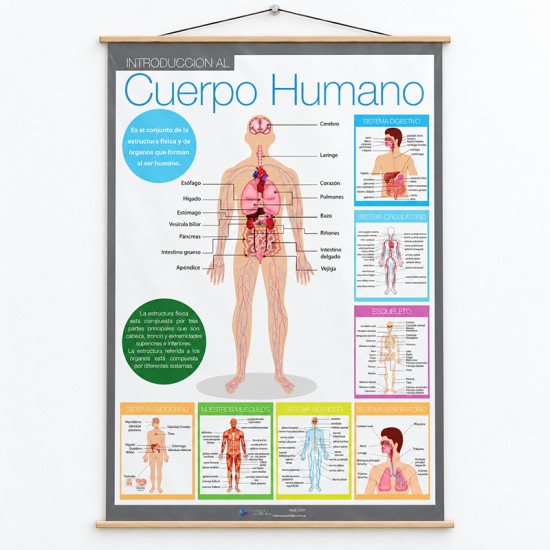 Lona didáctica El Cuerpo humano 70x 100 cms. lista para colgar