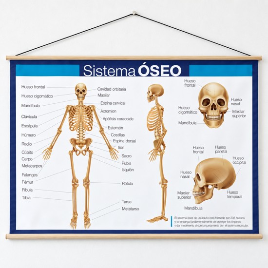 Poster en lona del Sistema Oseo de 120 x 80 cms. listo para colgar