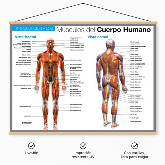 Poster en lona Los Músculos del Cuerpo Humano de 120 x 80 cms. listo para colgar
