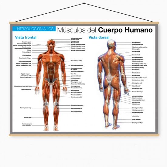 Poster en lona Los Músculos del Cuerpo Humano de 120 x 80 cms. listo para colgar