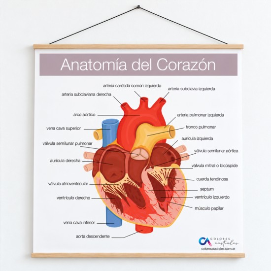Poster en lona Anatomía del Corazón de 90 x 90 cms. listo para colgar